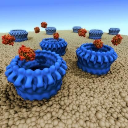 Perforin is produced by T lymphocytes to punch holes into a targeted virus-infected cells,