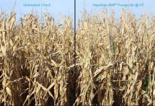 Figure 2. Corn product untreated check compared to Headline AMP fungicide. Talk with your local DSM and TA to learn more about fungicide response to corn products. SOURCES 1 Nielsen, R.L. 2013.