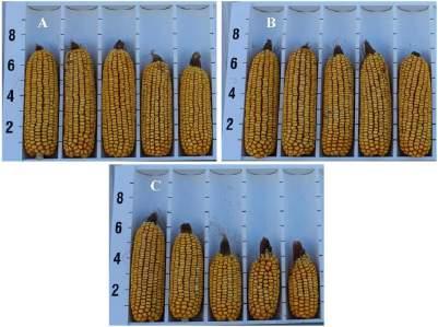 IMPACT OF UNEVEN EMERGENCE IN CORN TRIAL OVERVIEW Corn yield potential can be affected negatively by uneven seedling emergence.