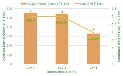 Figure 3. Average kernel count and weight of 5 ears when corn seedlings emerge erratically. - Figure 1C shows ear samples of seedlings emerging on day 5 (average of 17.2 kernel rows, 19.