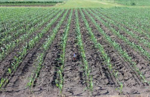 45K seeds/acre SITE NOTES: Two corn products ( a 105-day RM product and a 114-day RM product) were each planted in three row configurations (30-inch rows, 20-inch rows, and 30-inch