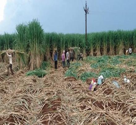 The harvesting is more labour required operation in the selected area of study, Narsinghpur.