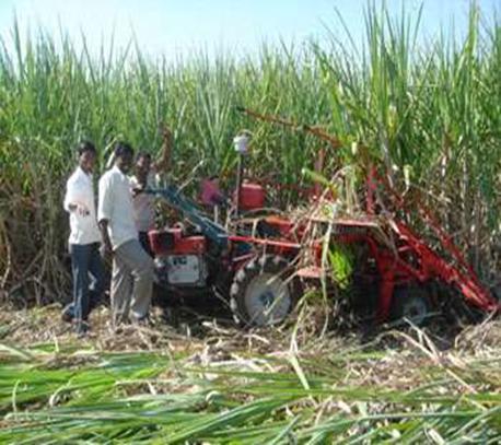 Under the present time due to non-availability of labour, the harvesting gets delayed affecting the production of sugar.