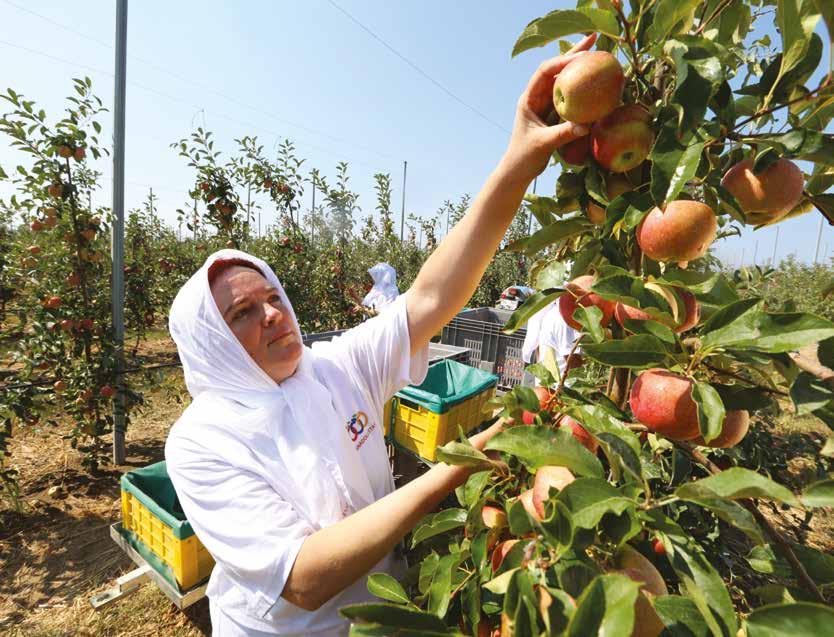 Anadolu Etap invests in people to help empower the community. Women agricultural engineers and technicians working on Anadolu Etap farms are being developed to be future leaders.