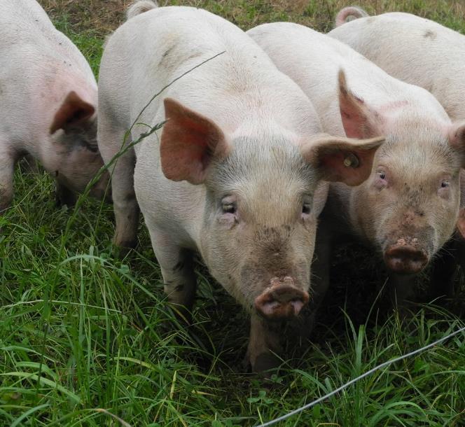 Feed value Grass-clover protein concentrate Pigs (Biobase & Feed-a-gene / SuperGrassPork) Pigs had good appetite to feed with grass protein.