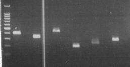 High Level Multiplex PCR A. 20 ng gdna 6 primer pairs B.