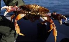 Hazard Assessment recommends commercial crab fishery closures CA Fish and