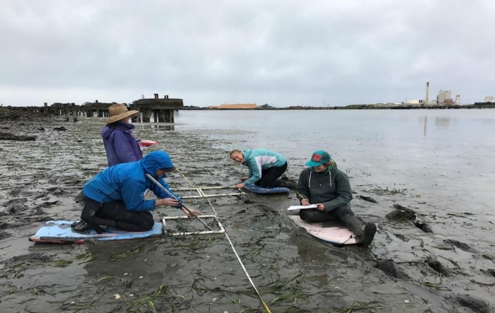 Baseline Monitoring of Eelgrass in First bay- wide eelgrass monitoring program for Humboldt