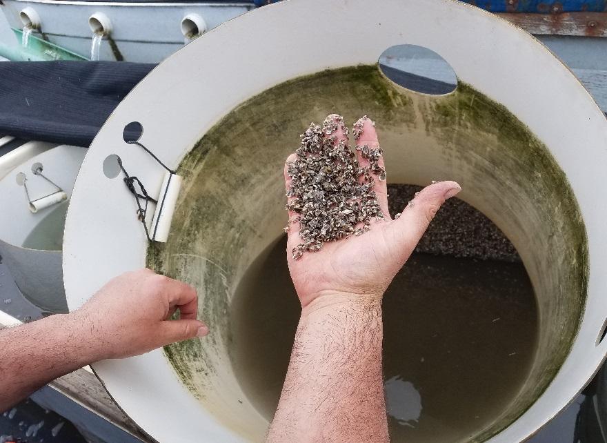 Analysis of carbonate chemistry in Humboldt Bay to benefit aquaculture Analyze water