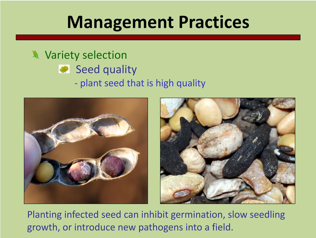 Some pathogens infect seed (pages 33 34, Soybean Field Guide 2nd Edition; pages 39 42, Corn Field Guide) and reduce germination or slow seedling growth. Planting high quality seed reduces disease.