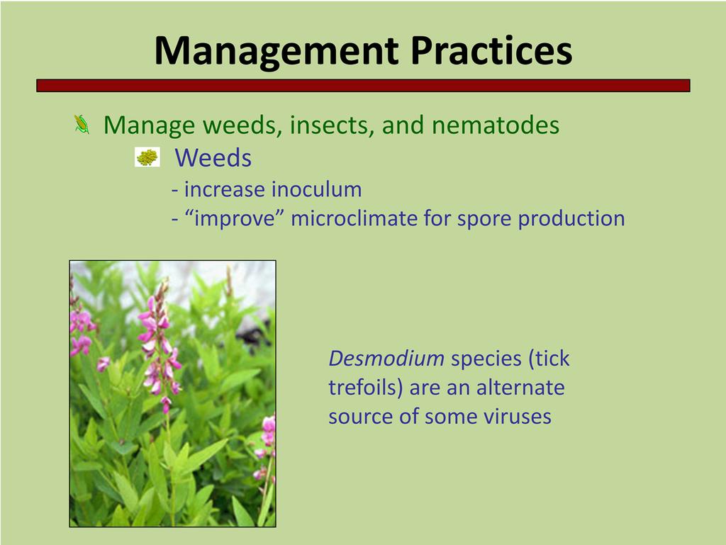 Weed management is important. Many of the weeds that commonly occur are also hosts of some pathogens, e.g. Desmodium species are hosts of bean pod mottle virus (page 25, Soybean Field Guide 2 nd Edition) that affects soybean.