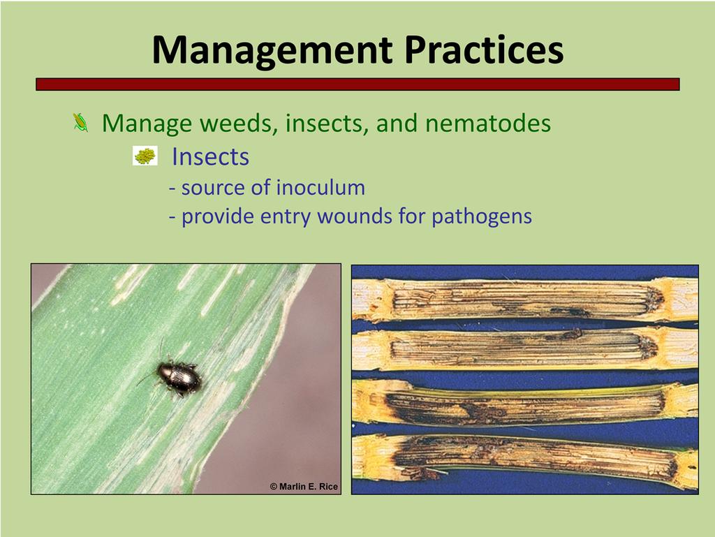 Insects can be a source of inoculum. Insects can carry fungal pathogen spores on their bodies, or may carry bacterial or virus pathogens inside them.