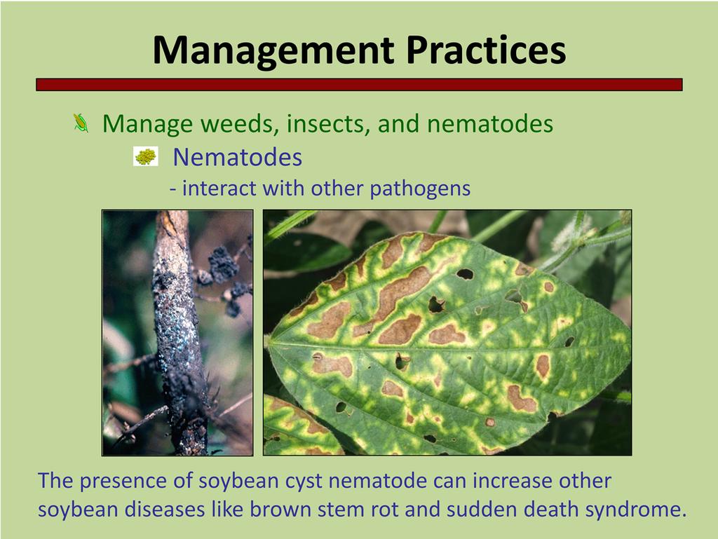 Some soybean diseases like sudden death syndrome (page 28, Soybean Field Guide 2nd Edition) and brown stem rot (page 29, Soybean Field Guide 2nd Edition) are more severe when high numbers of soybean