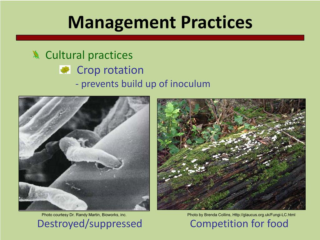 One of the most important cultural practices that can be used for disease management is crop rotation. Many pathogens can only survive on infested crop residue for a limited period of time.