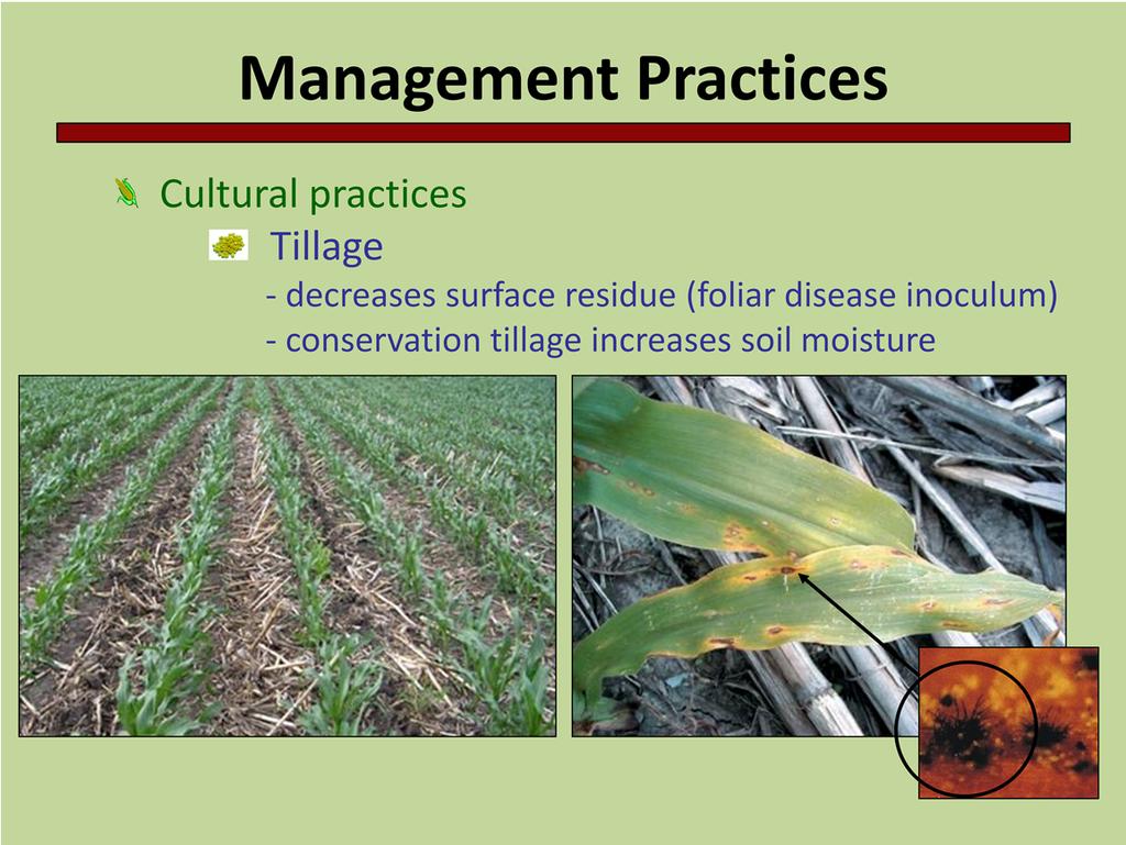 Tillage is another excellent disease management tool. Tillage reduces surface residue by burying it, and thus removes the source of inoculum from contact with the host.