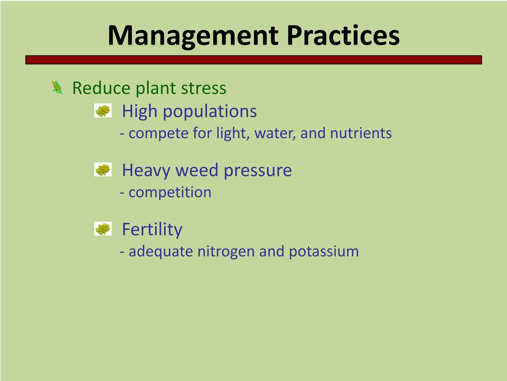 Good agronomic practices that include planting at the recommended plant population and managing fertility and weeds help reduce disease by limiting stress on the host plant.