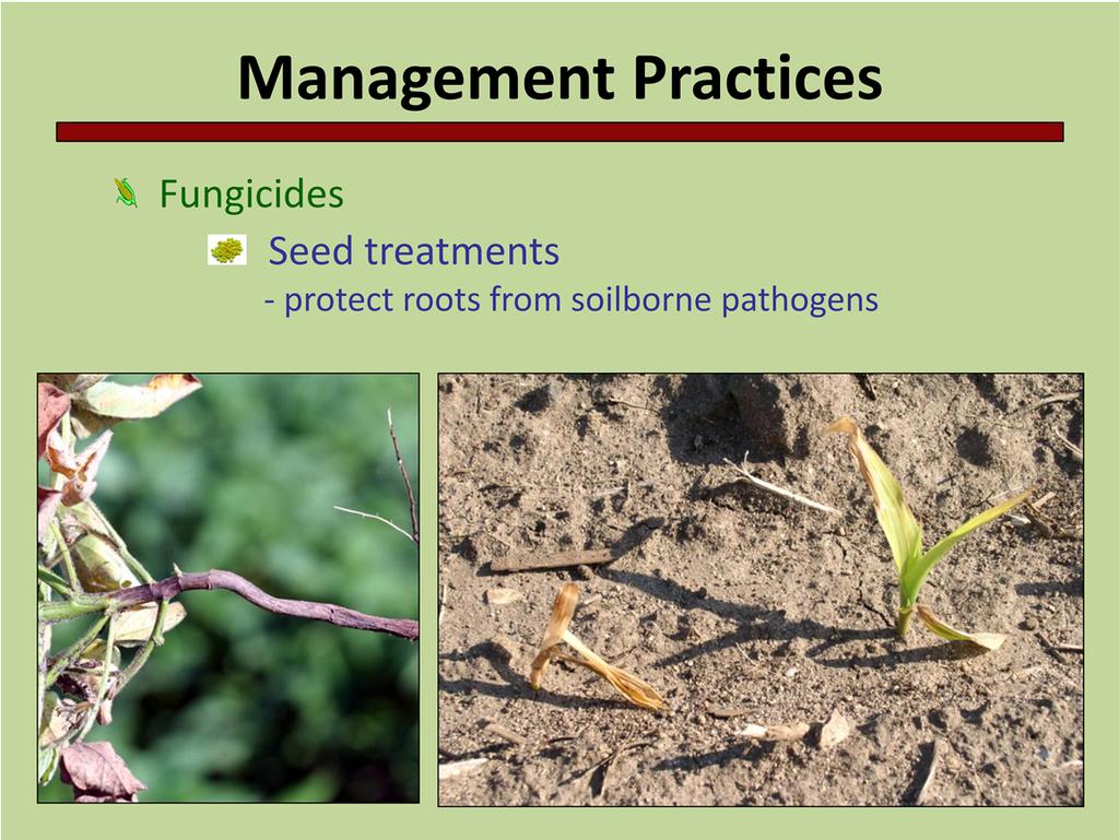 Fungicides can be used to manage disease but they should be used in combination with other management practices.