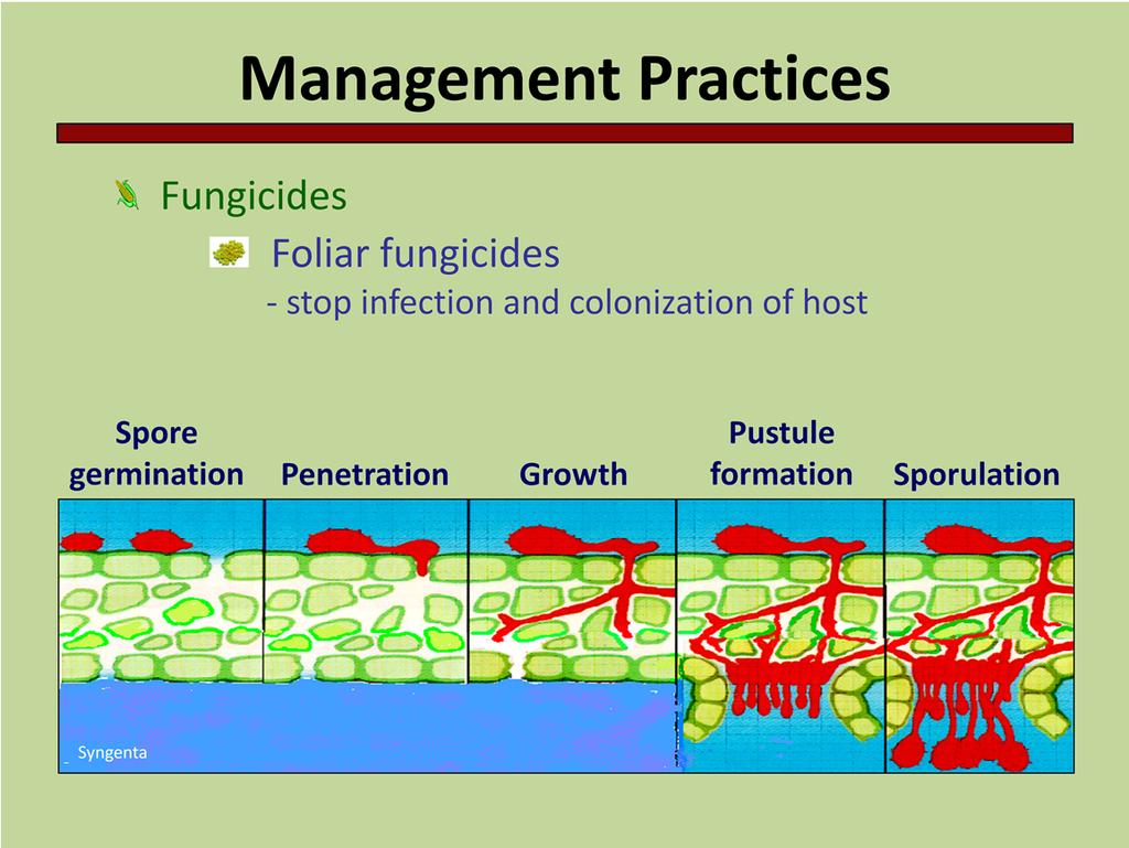 Fungicides can also be applied to the leaves of crop plants.