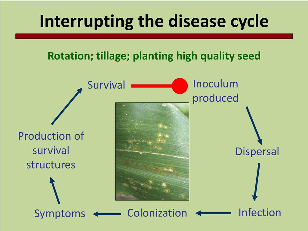 Rotation, tillage, and planting high quality seed interrupt the disease cycle by reducing the amount of inoculum available for infection.