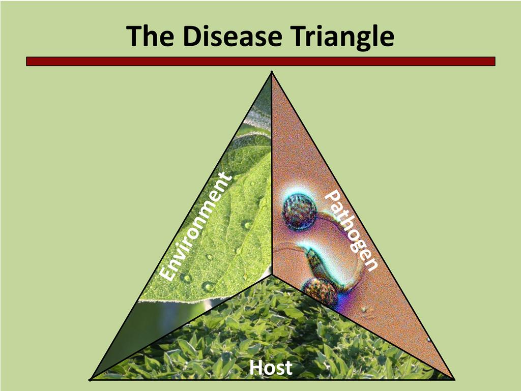 The disease triangle is an important concept in plant pathology. Disease will ONLY occur if these three factors interact simultaneously.