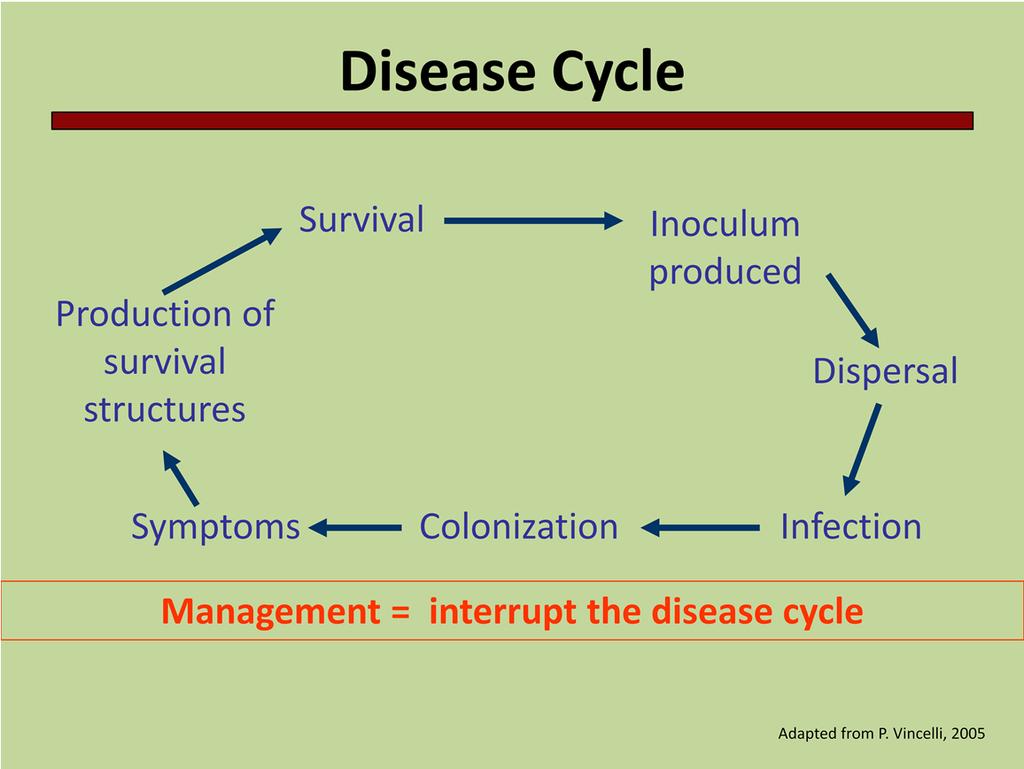 The disease cycle is another important concept in plant pathology. The disease cycle describes the interaction of the pathogen with the host.