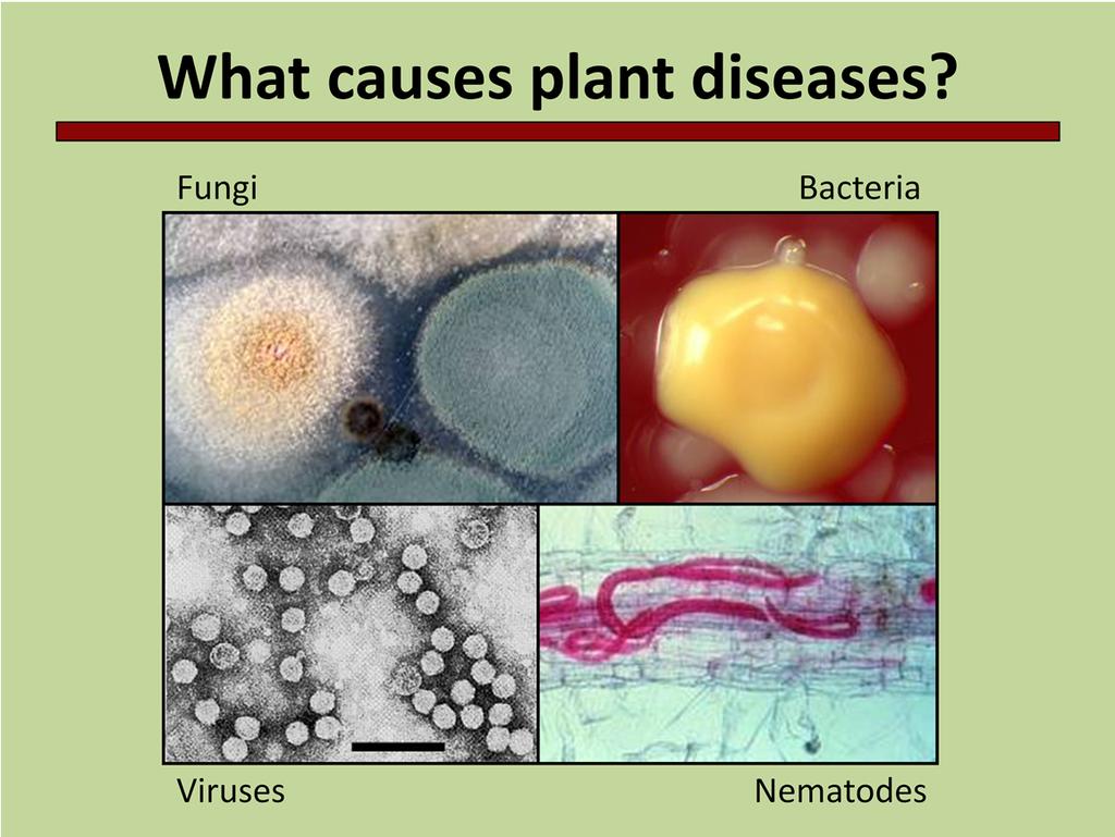 Plant disease can be caused by numerous types of micro organisms; fungi, bacteria, viruses, or nematodes. Fungal pathogens are the most common.
