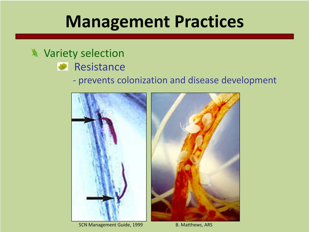 Variety selection should be the cornerstone of disease management. Planting disease resistant varieties can go a long way to reducing disease. Resistance can work in a number of ways.