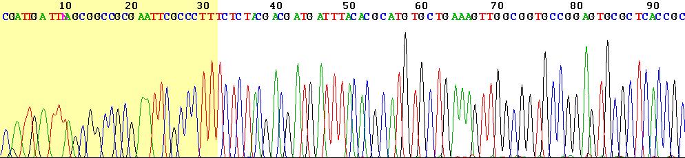 DNA Sequencing Sanger with