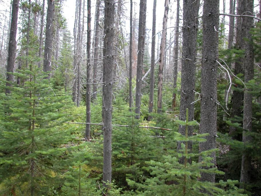 many stands, saplings of interior spruce and subalpine fir survive as