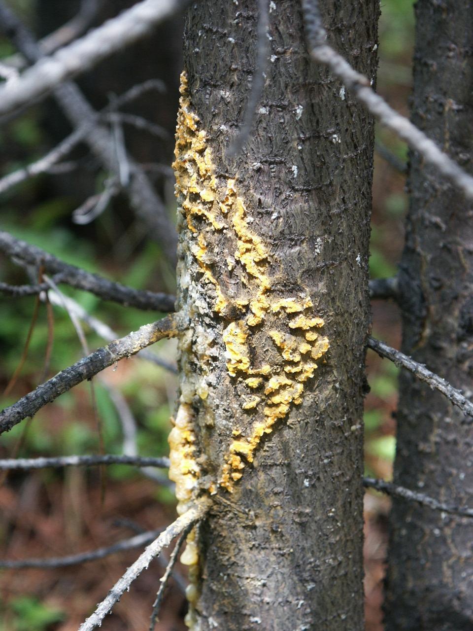 Foliar diseases are not the only forest pathogens that are increasing in both prevalence and significance in Central BC Hard pine rusts are too, including: