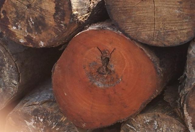 DECLINING VOLUME OF PREFERRED WOODFUEL SPECIES 70 species reported by
