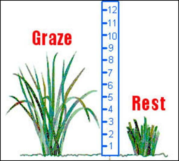 Grazing Height Research Allows plant to recover completely after