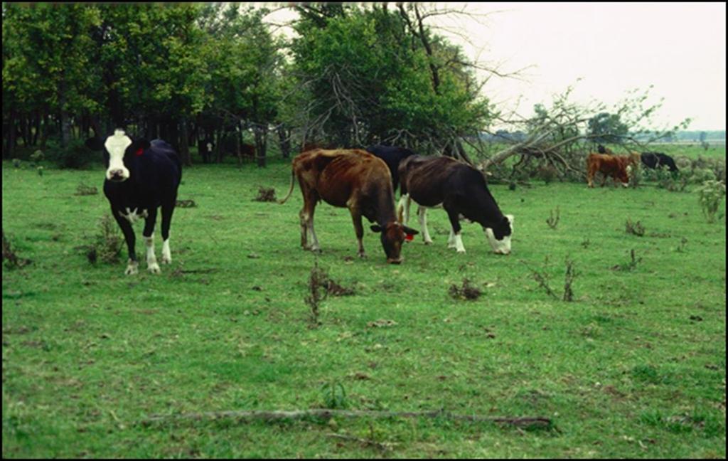 Conclusions Overgrazing Solution: Shut the