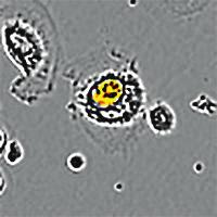 Neuro-2 Efferocytosis D Inhibition of Efferocytosis with ytochalasin D (mm²/image x 1³) (mm²/image x 1 4 ) 1 K/well 2 7 2K/well 1 Generate quantitative,