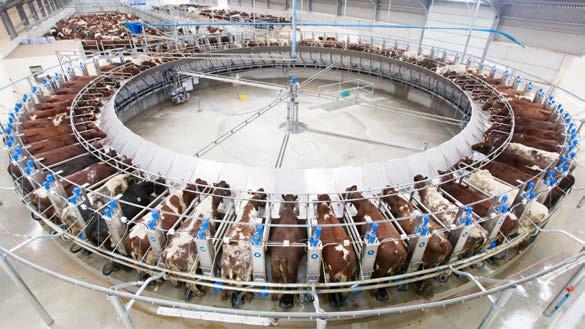 Rotary Milking Parlors Cows move