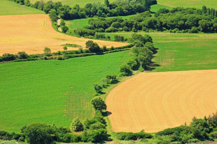 The European context for organic farming, research and innovation EU Organic Regulation Common Agricultural Policy (CAP) and Common