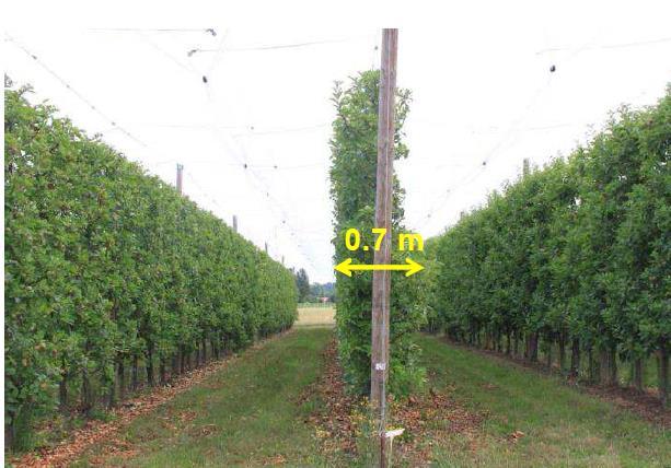 Spray band height Agriculture: dose rate adapted to the size of the crop treated Leaf Wall Area kg or L / 10.