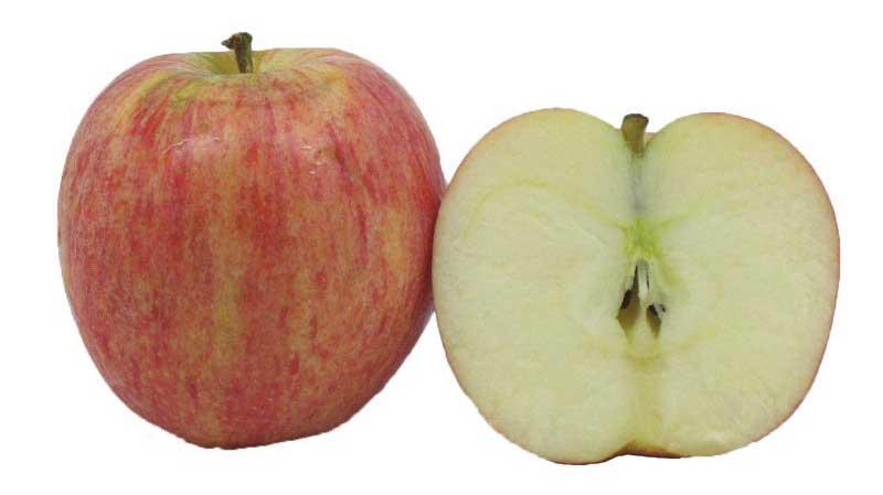 Bertok G. Karakterizacija plodov jabolk sorte 'Gala' glede na način gnojenja v sadovnjaku. 31 3.2 