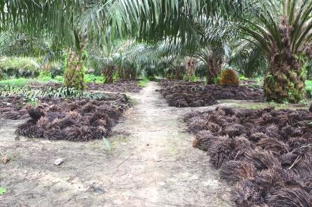 Utilization of Palm Oil Plantation Biomass Waste The potential biomass of palm oil plantation in Indonesia is estimated at 14,191 Mwe.