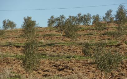 Olive tree plantations with intercropping Morocco - Plantations d olivier avec cultures intercalaires (Fr), Jnane Zitoune (Ar) Contour planting of olive trees with crops, legumes and vegetables