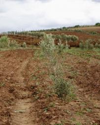 In the last 10 years, in some plots, land users have started to implement contour plantations separated by intercropping strips with annual crops.