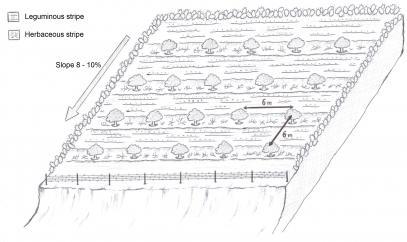 Technical drawing The spatial arrangement of olive trees planted symmetrically (at 6m intervals) with intercropping.