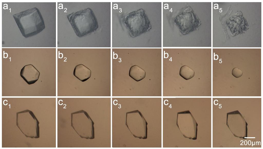 Supplementary Figure S2. Lysozyme protein crystals exhibited different status on morphology in different chemical agents with time.