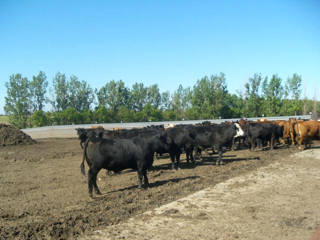 Figure 3. Example of a properly managed and well drained feedlot (left) and a poorly managed (right) feedlot (Source: Rahman et al., 2008). Auvermann et al. (2000) and Rahman et al.