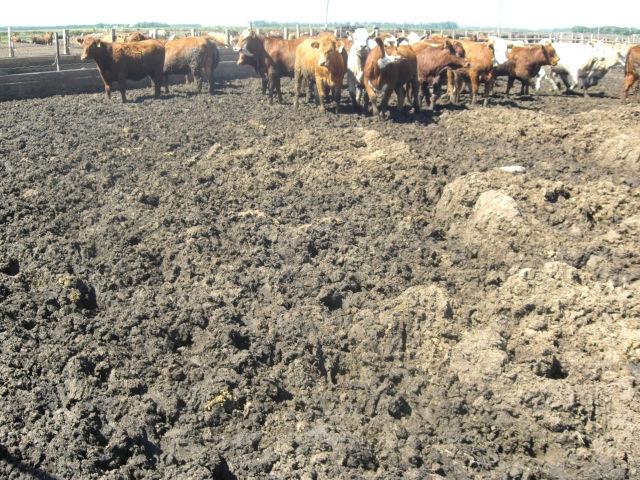 Maintain the moisture content of the feedlot surface at between 25% and 40%.
