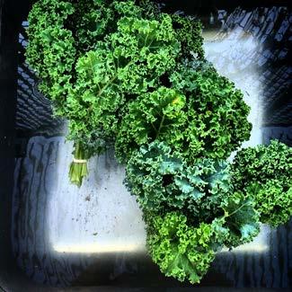 Kale (bunch & bag) 5 4.5 4.5 4.5 Price ($/bag-bunch) 4.5 4 4.5 4 4 4 4.5 4 4 4 4 4 4 4 4 4 4 4 4 4 1.5 1 1 1 1 1 1 1 0.