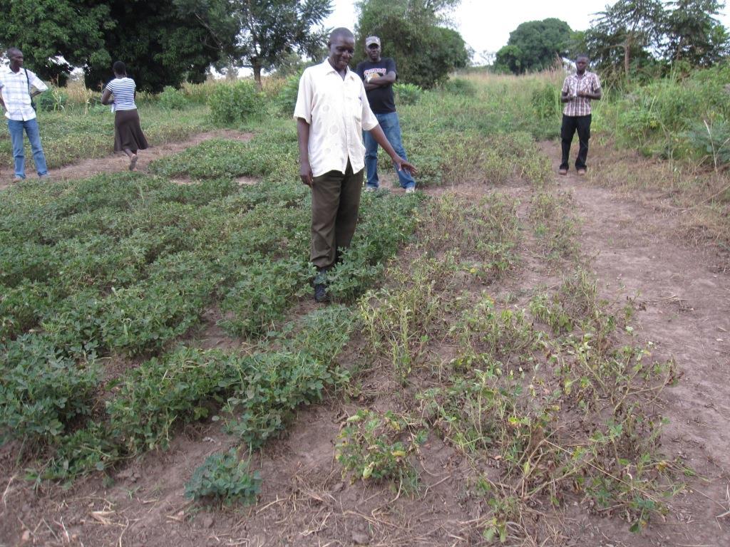 Benefits of Improved, Adapted Groundnut Varieties in Uganda On the left,
