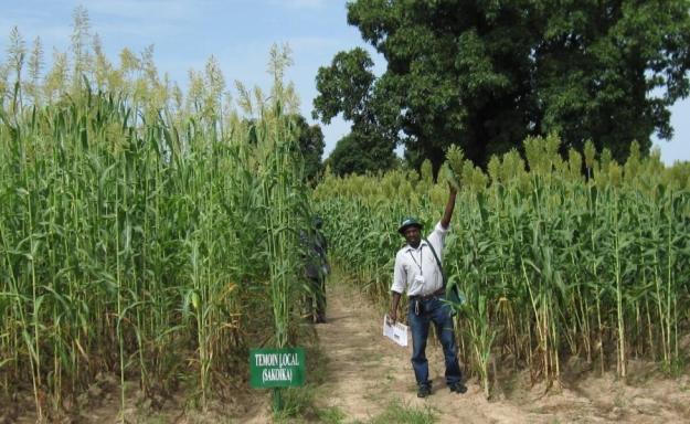 Benefits of Improved, Adapted Sorghum