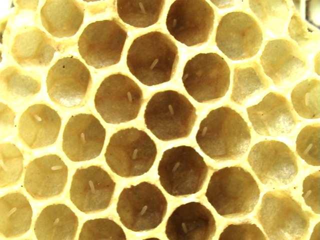 The number of frames of sealed brood should increase from winter to the spring honey flow from a small hand sized patch in early February to 8 or 10 frames in pril.
