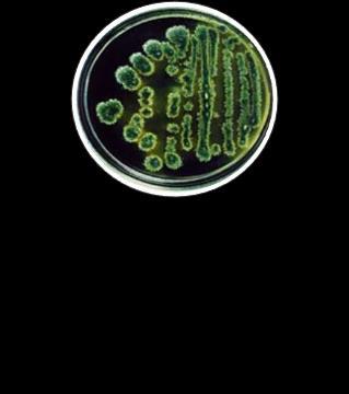 bacteria Algae and